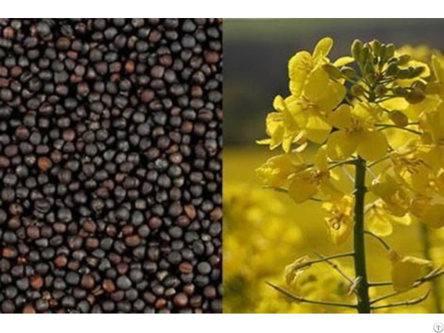 Nutritious Rapeseed