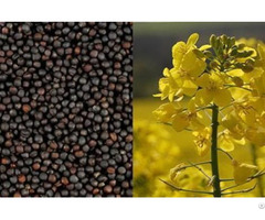 Nutritious Rapeseed