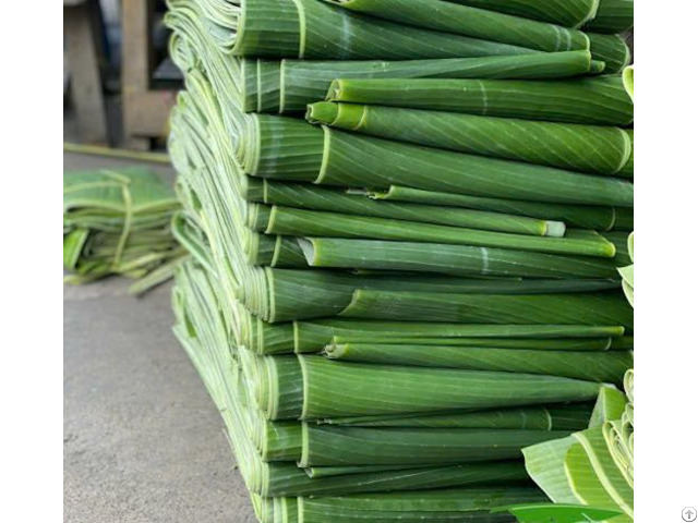 Frozen Banana Leaves - Vietnamese Supplier - Whatsapp: 84 83 222 9601