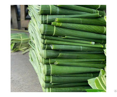 Frozen Banana Leaves - Vietnamese Supplier - Whatsapp: 84 83 222 9601