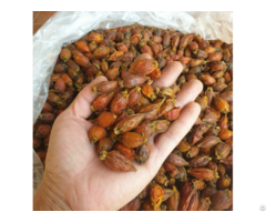 Dried Gardenia Fruit Vietnamese Supplier Whatsapp 84 83 222 9601