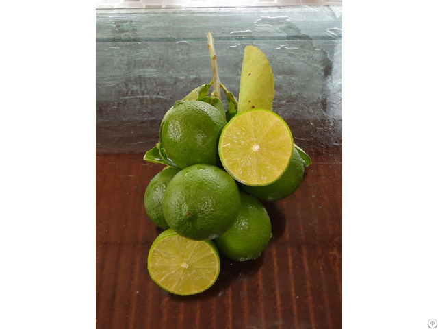 Looking For Vietnamese Green Seedless Lime Exporter