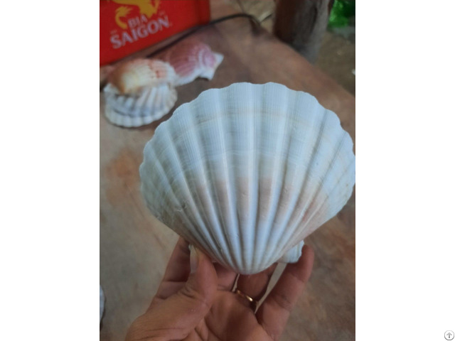 Sea Shells For Export Ws 84 83 222 9601