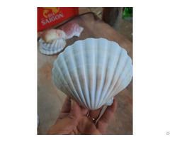 Sea Shells For Export Ws 84 83 222 9601