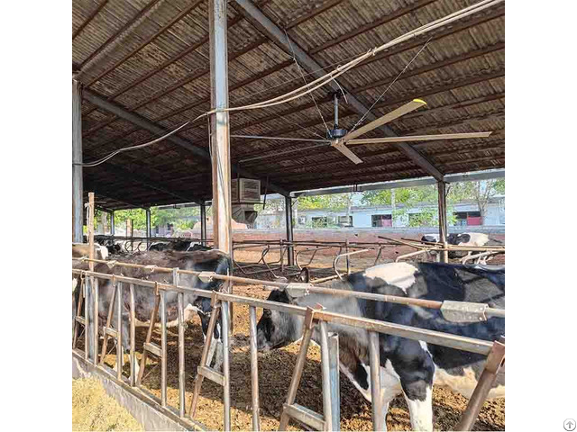 Cow Farm Industrial Giant Ceiling Fan