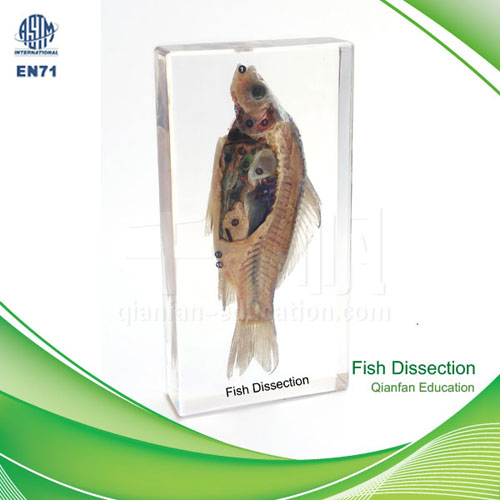 1201 Qianfan Fish Dissection Embedded Specimen Different From Plastinated Real Nature Save