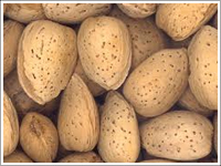 Almond With Shell We Bring Forth An Excellent Quality Shelled Almonds To The Clients Based