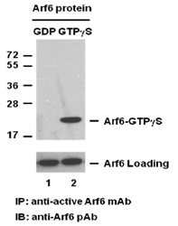 Anti Active Arf6 Mouse Monoclonal Antibody