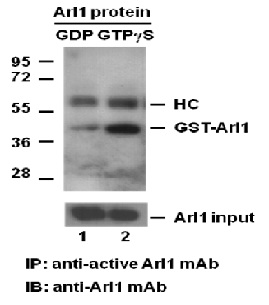 Anti Active Arl1 Mouse Monoclonal Antibody