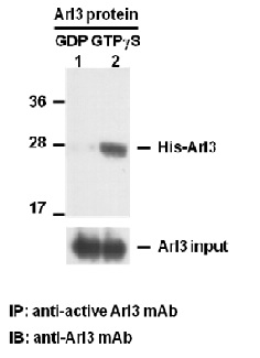 Anti Active Arl3 Mouse Monoclonal Antibody