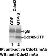 Anti Active Cdc42 Mouse Monoclonal Antibody