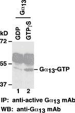Anti Active G13 Gtp Mouse Monoclonal Antibody