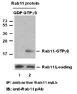 Anti Active Rab11 Mouse Monoclonal Antibody