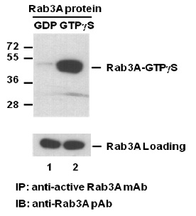 Anti Active Rab3 Mouse Monoclonal Antibody