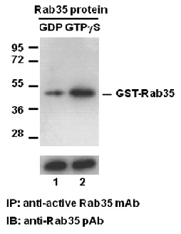 Anti Active Rab35 Mouse Monoclonal Antibody