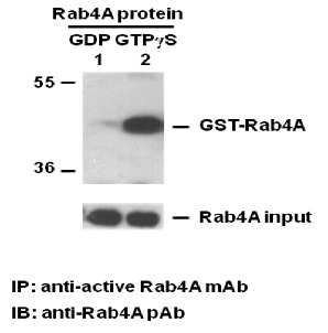 Anti Active Rab4 Mouse Monoclonal Antibody
