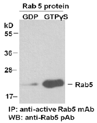 Anti Active Rab5 Mouse Monoclonal Antibody