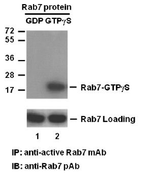 Anti Active Rab7 Mouse Monoclonal Antibody