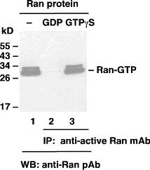 Anti Active Ran Mouse Monoclonal Antibody