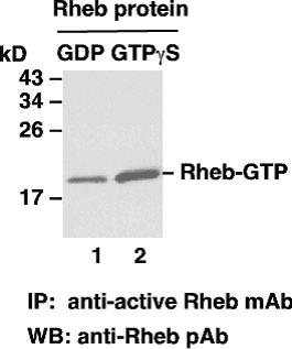 Anti Active Rheb Mouse Monoclonal Antibody