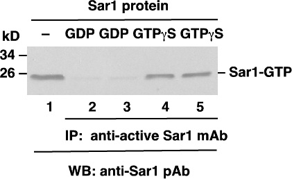 Anti Active Sar1 Mouse Monoclonal Antibody