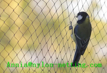 Anti Bird Net Controls Effectively