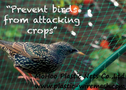 Anti Bird Net Mesh Agriculture Plastic Netting Factory