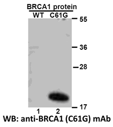 Anti Brca1 C61g Mouse Monoclonal Antibody