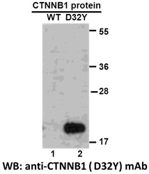 Anti Ctnnb1 D32y Mouse Monoclonal Antibody