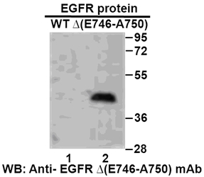 Anti Egfr E746 A750 Del Mouse Monoclonal Antibody