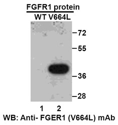 Anti Fgfr1 V664l Mouse Monoclonal Antibody