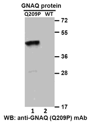 Anti Gnaq Q209p Mouse Monoclonal Antibody