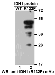 Anti Idh1 R132p Mouse Monoclonal Antibody