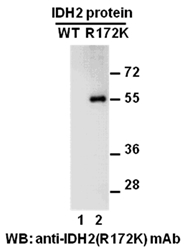 Anti Idh2 R172k Mouse Monoclonal Antibody