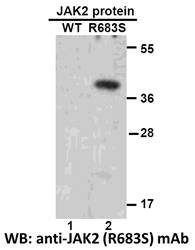Anti Jak2 R683s Mouse Monoclonal Antibody