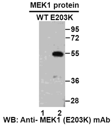Anti Mek1 E203k Mouse Monoclonal Antibody