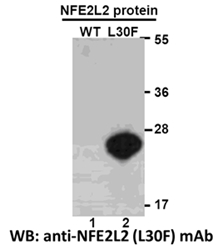 Anti Nfe2l2 L30f Mouse Monoclonal Antibody