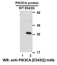 Anti Pik3ca E542q Mouse Monoclonal Antibody