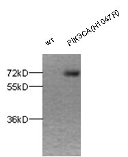 Anti Pik3ca H1047r Rabbit Polyclonal Antibody