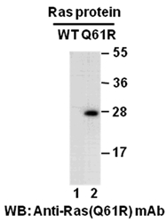 Anti Ras Q61r Mouse Monoclonal Antibody