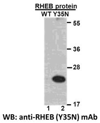 Anti Rheb Y35n Mouse Monoclonal Antibody