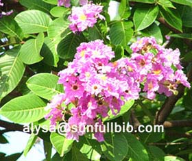 Banaba Leaf Extract 1 98 Corosolic Acid