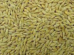 Barley Exporter Or Seller