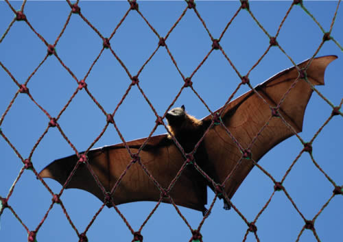 Bat Netting Keeps Bats Away From Your Attics
