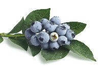 Blueberry Pterostilbene