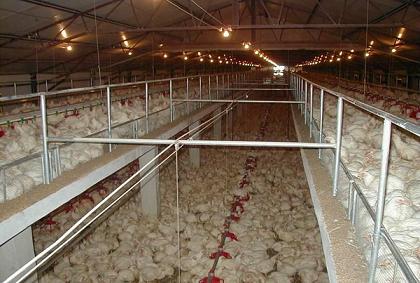 Broiler Equipment Used In Poultry