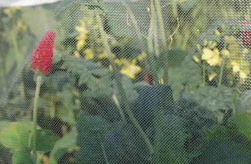 Cabbage White Butterfly Netting Protects Damage From Caterpillar