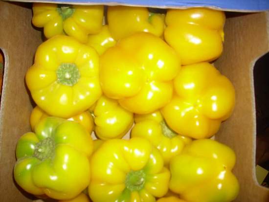 Capsicum With High Quality