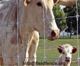 Cattle Fence Heng Shui