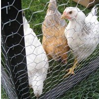 China Manufacture Chicken Mesh Wire Netting